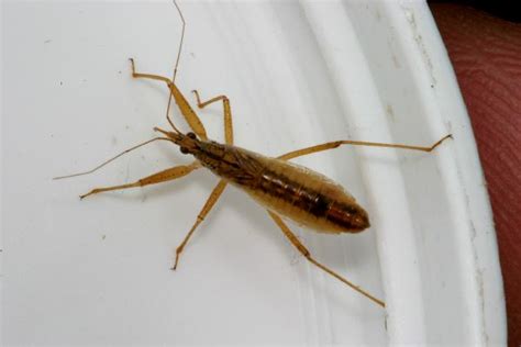 Long skinny brown bug in house. Things To Know About Long skinny brown bug in house. 